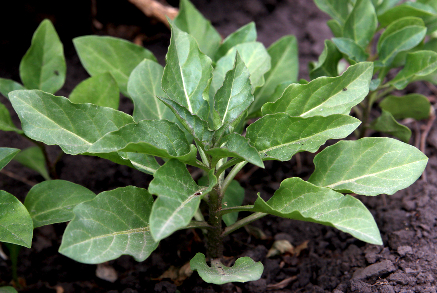 Image of Physochlaina physaloides specimen.