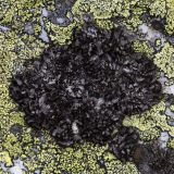 отдел Ascomycota. Таллом в окружении Rhizocarpon geographicum. Башкортостан, Белорецкий р-н, природный парк «Иремель», гора Большой Иремель, на вершине на камне. 12.06.2025.