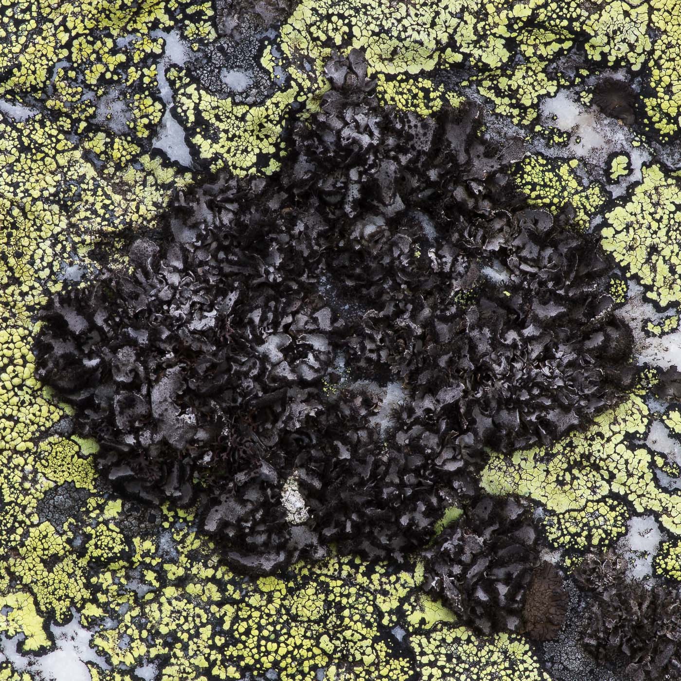 Изображение особи отдел Ascomycota.