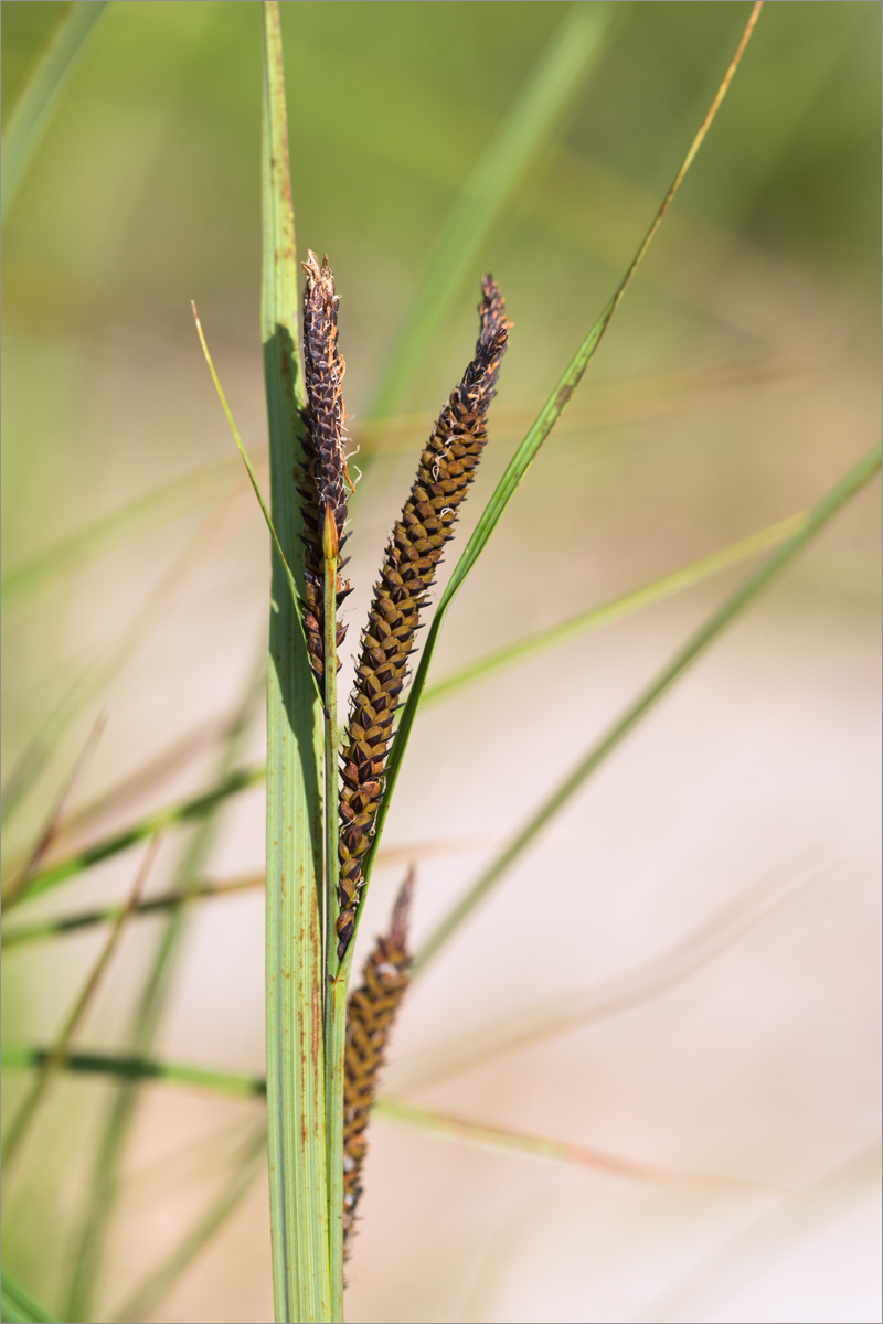 Изображение особи Carex acuta.