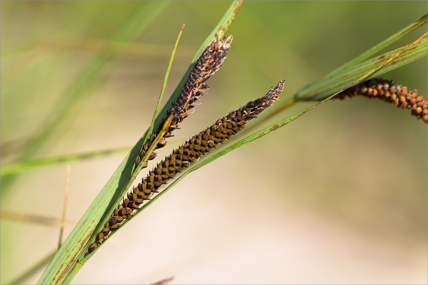 Image of genus Carex specimen.