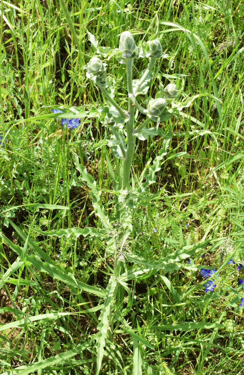 Image of Scorzonera tragopogonoides specimen.