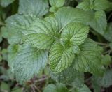 Melissa officinalis. Верхушка вегетирующего растения. Абхазия, Гудаутский р-н, окр. с. Лдзаа, берег речки. 08.06.2025.