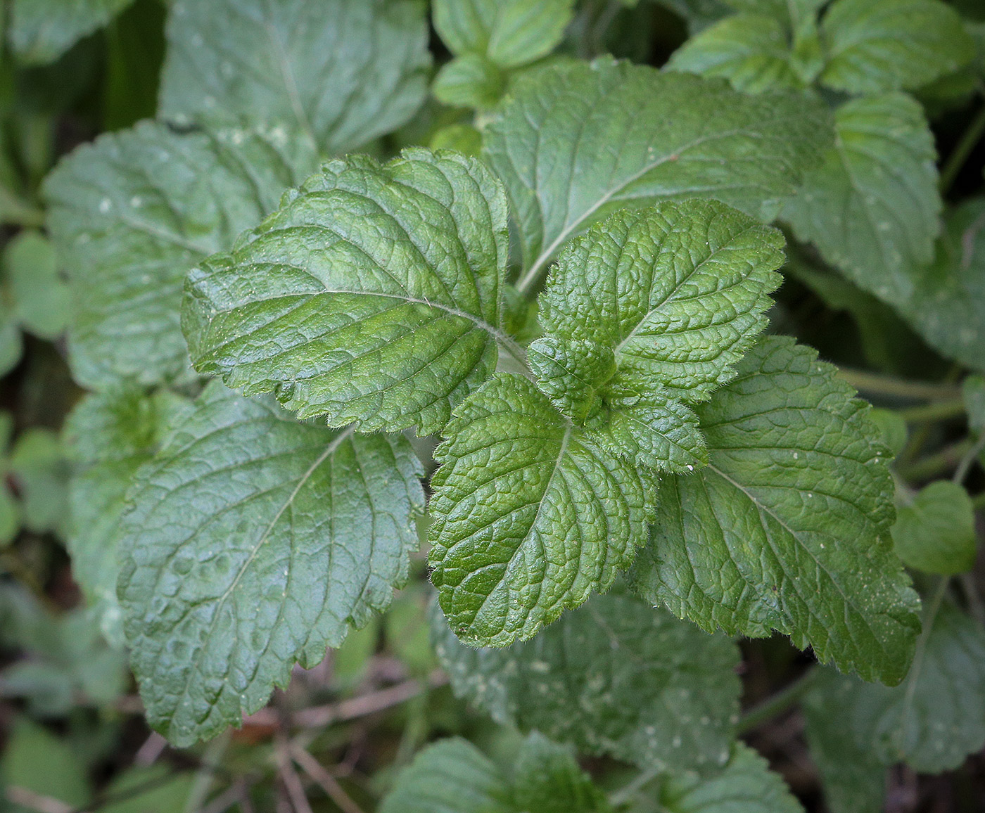 Image of Melissa officinalis specimen.