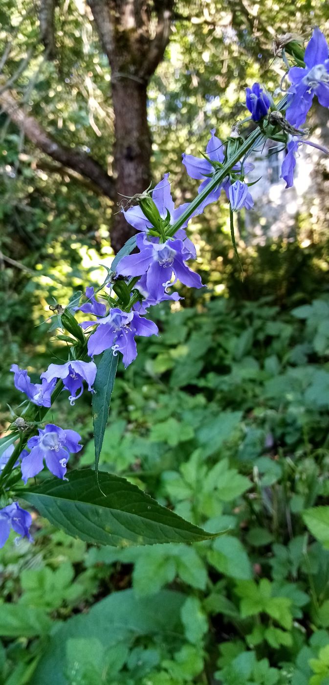 Image of genus Campanula specimen.