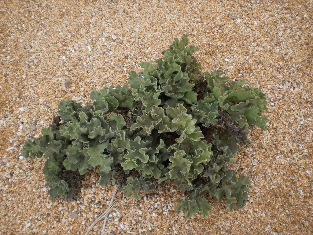 Изображение особи Crambe maritima.