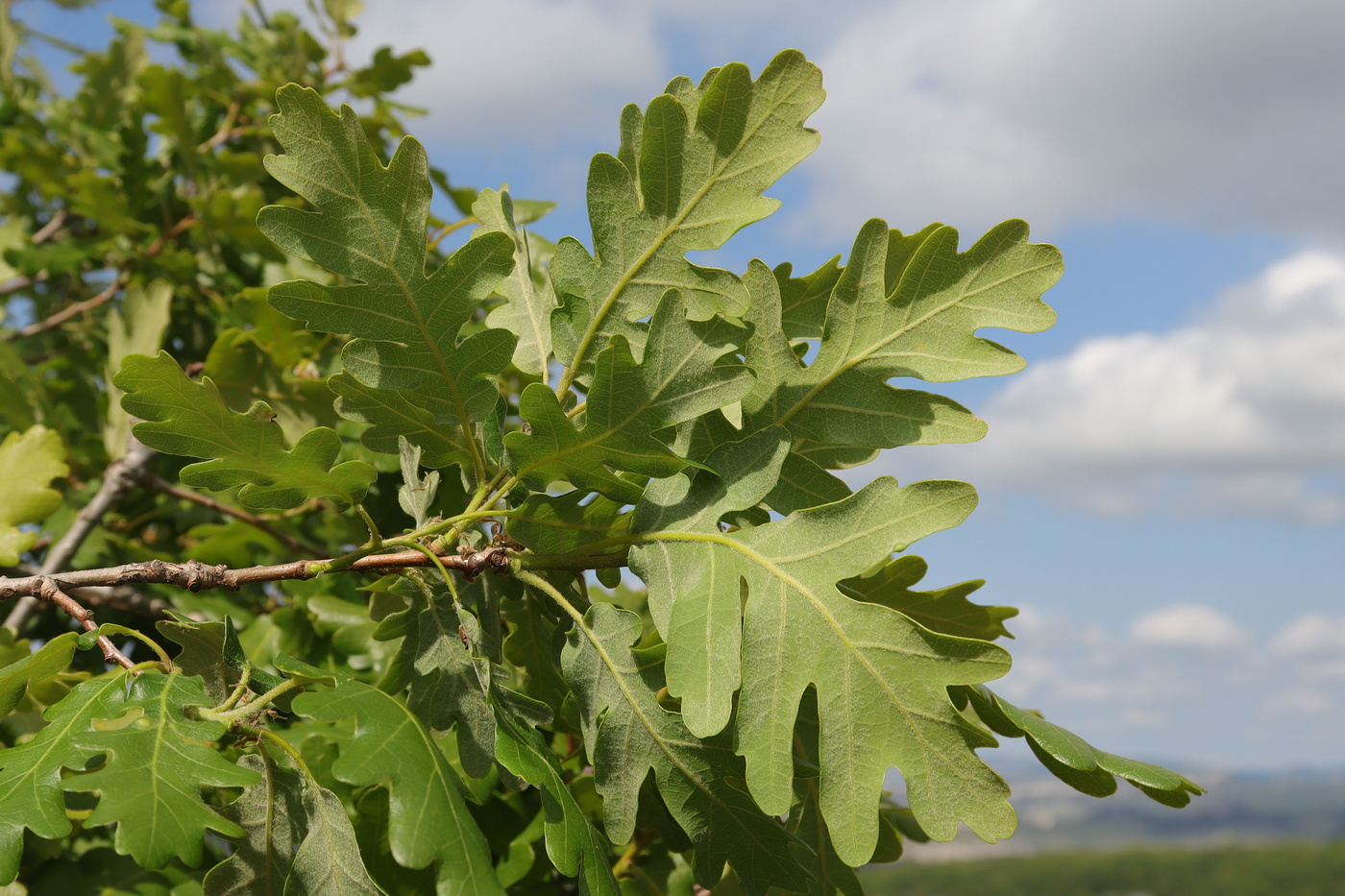 Изображение особи Quercus calcarea.