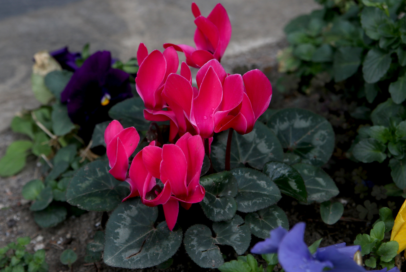 Image of Cyclamen persicum specimen.