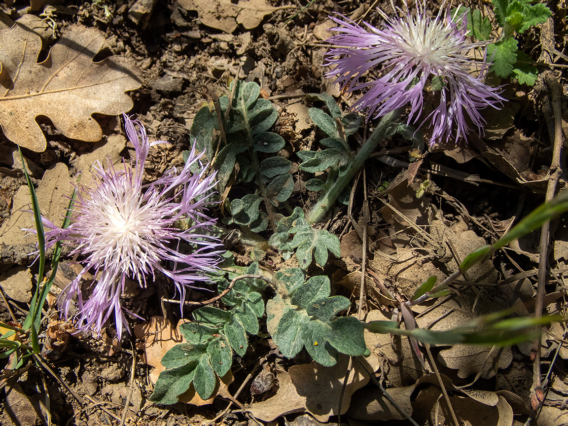 Image of Psephellus declinatus specimen.