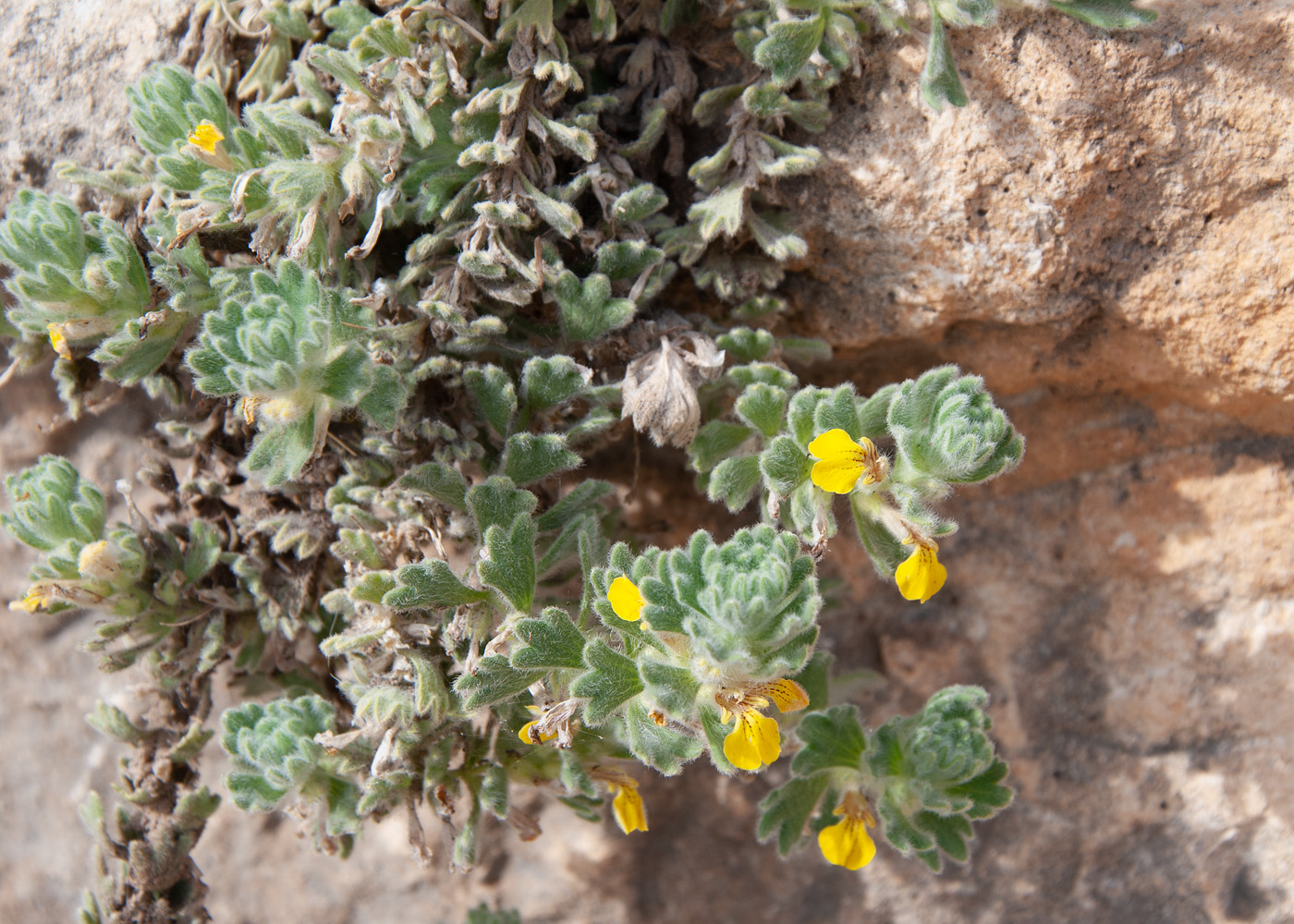Изображение особи Ajuga bombycina.