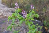 Syringa vulgaris. Верхушка цветущего растения. Крым, Южный Берег, окр. пос. Партенит, ок. дороги. 23.10.2025.