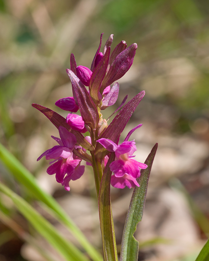 Изображение особи Dactylorhiza romana ssp. georgica.