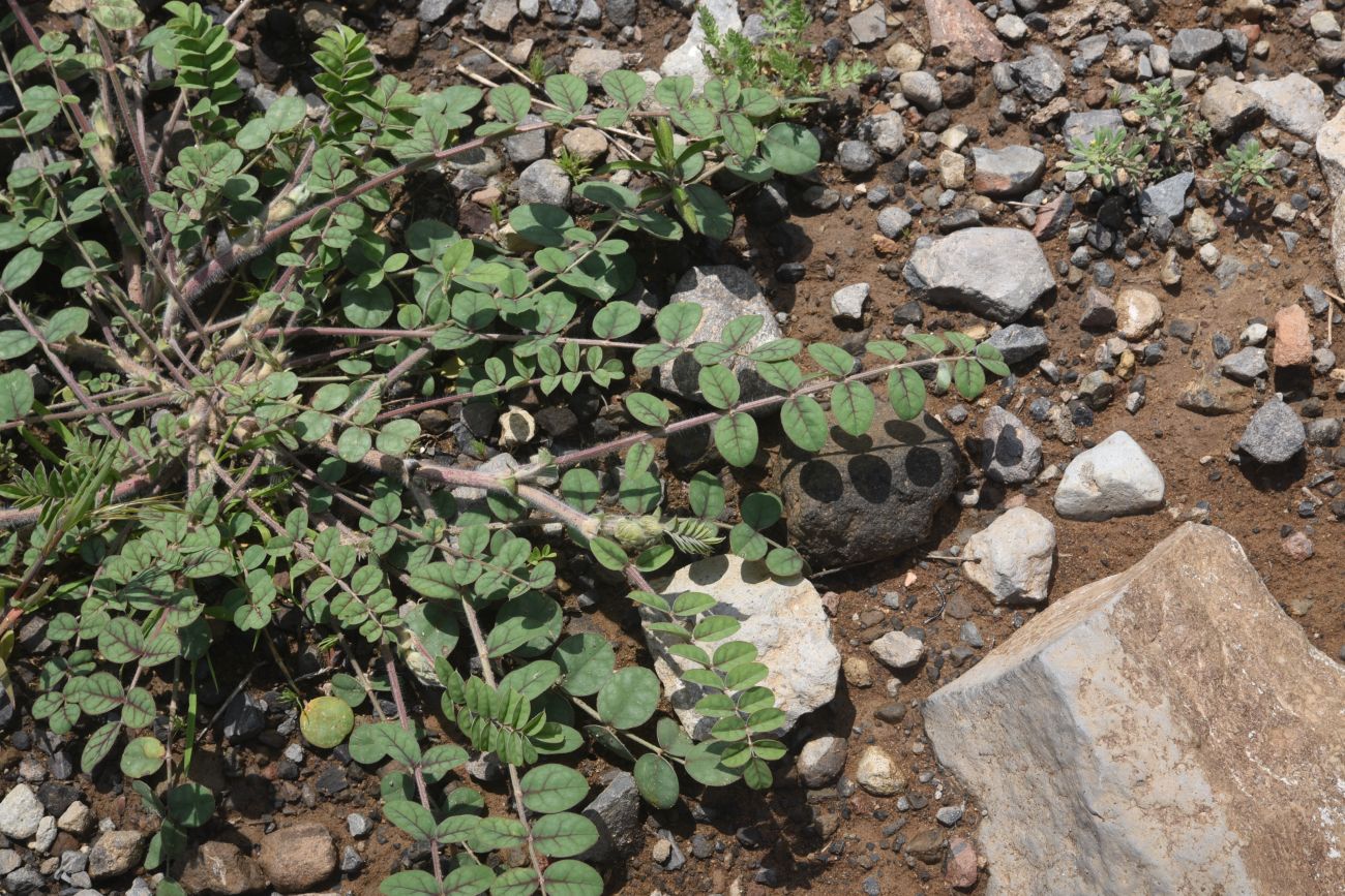 Image of genus Onobrychis specimen.