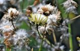род Sonchus. Соплодие. Португалия, о-в Мадейра, национальный парк \"Рибейру-Фриу\", ≈ 1400 м н.у.м., опушка лаврового леса. 20.08.2025.