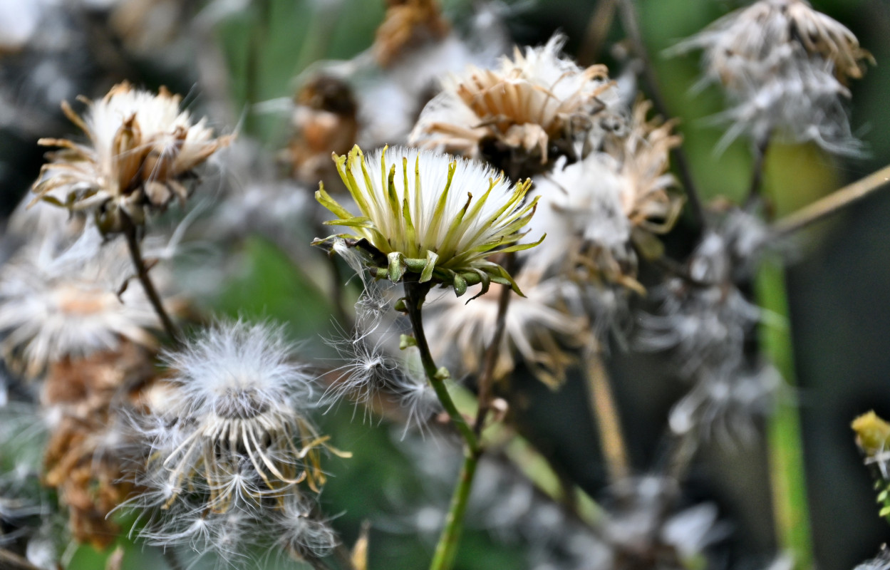 Изображение особи род Sonchus.