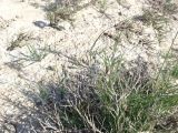 Poa bulbosa subspecies vivipara. цветущего побега. Узбекистан, Каракалпакстан, окр. плато Устюрт, берег Аральского моря. 29 апреля 2026 г.