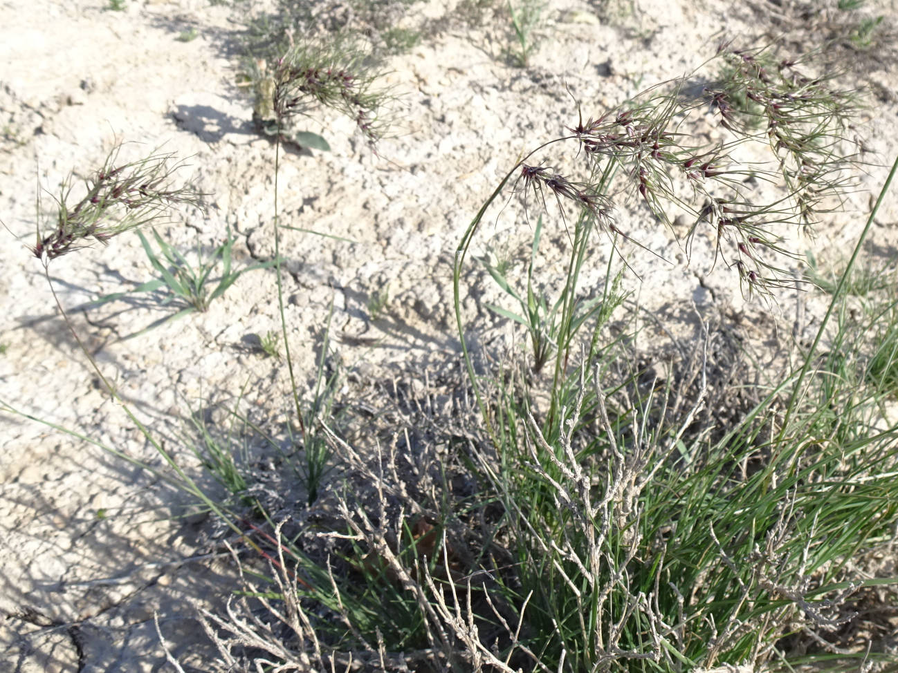 Image of Poa bulbosa ssp. vivipara specimen.