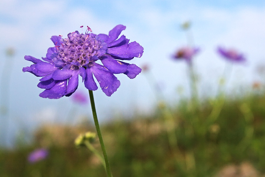 Изображение особи Scabiosa lachnophylla.