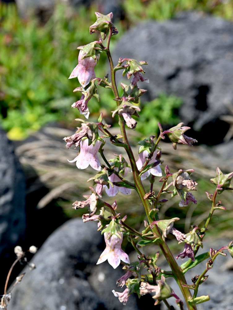 Image of Azorina vidalii specimen.
