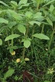 Impatiens glandulifera. Молодое растение с отмирающими семядольными листьями. Ленинградская обл., Ломоносовский р-н, пос. Дубки, дачный участок. 06.06.2026.
