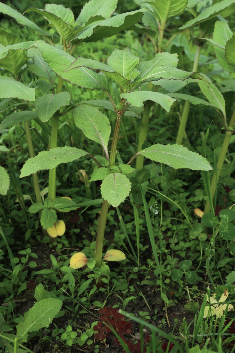 Image of Impatiens glandulifera specimen.