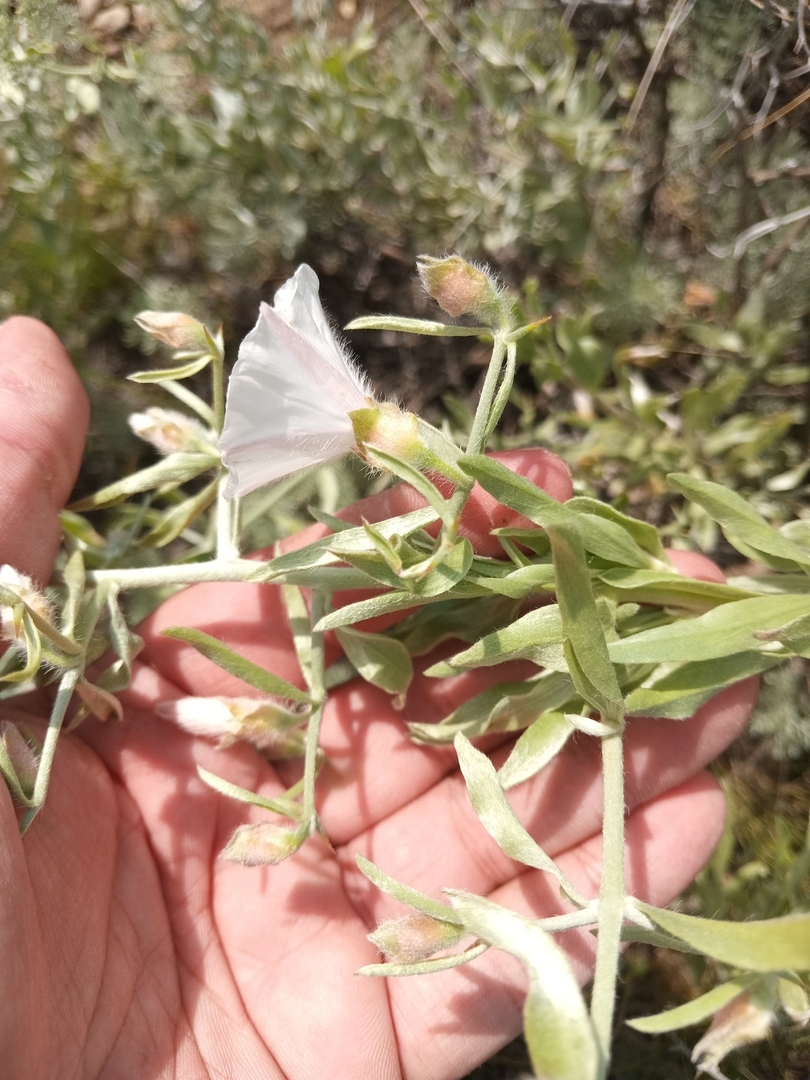 Image of Convolvulus fruticosus specimen.