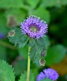 Centratherum punctatum
