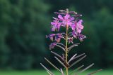 Chamaenerion angustifolium. Верхушка отцветающего соцветия с бутонами, цветками, незрелыми плодами и божьей коровкой. Ленинградская обл., пос. Карташевская, заросшая обочина дороги. 01.08.2026.