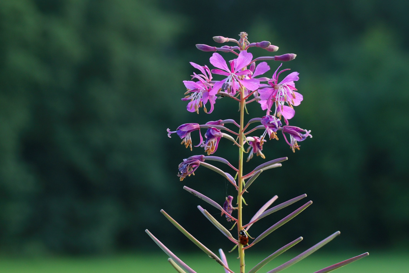 Изображение особи Chamaenerion angustifolium.