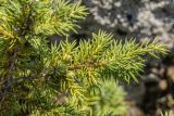 род Juniperus. Веточка с созревающими шишкоягодами. Кабардино-Балкария, Чегемский р-н, дол. р. Чегем, окр. т/б \"Башиль\", склон пика Турист, ≈ 2300 м н.у.м., каменистый склон. 03.08.2026.