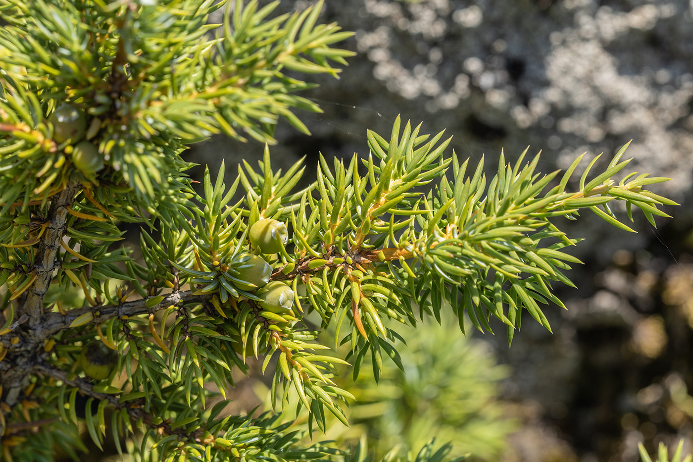 Изображение особи род Juniperus.