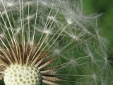 Taraxacum tortilobum