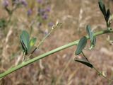 genus Medicago. Часть побега. Таджикистан, Горно-Бадахшанская автономная обл., Шугнанский р-н, окр. кишлака Нимос, дол. р. Гунт, ≈ 2810 м н.у.м., поляна среди зарослей кустарников. 15 июля 2026 г.