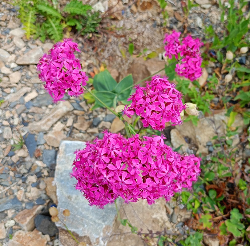 Изображение особи Silene compacta.