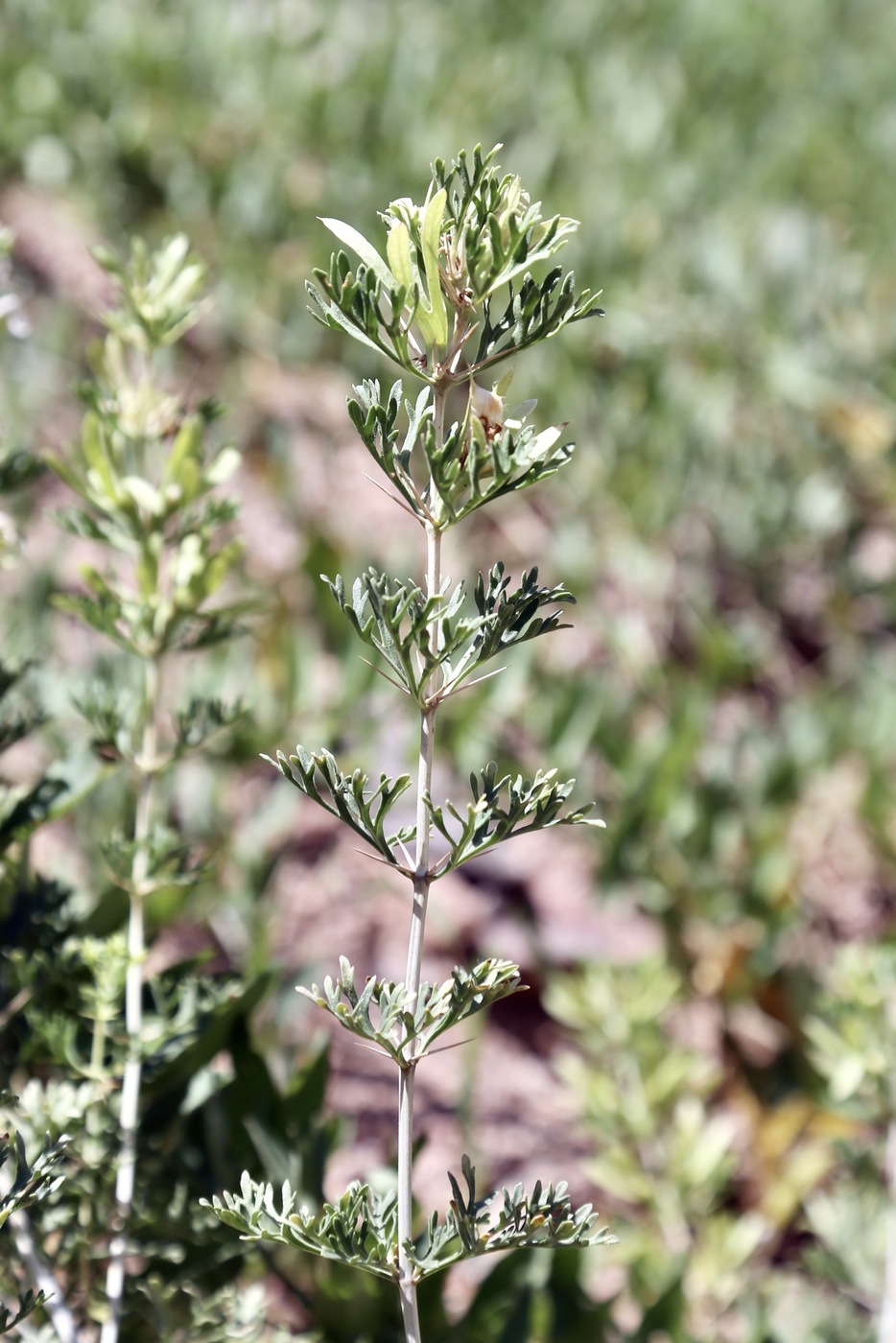 Image of Lagochilus occultiflorus specimen.