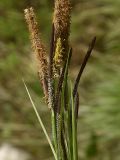 genus Carex