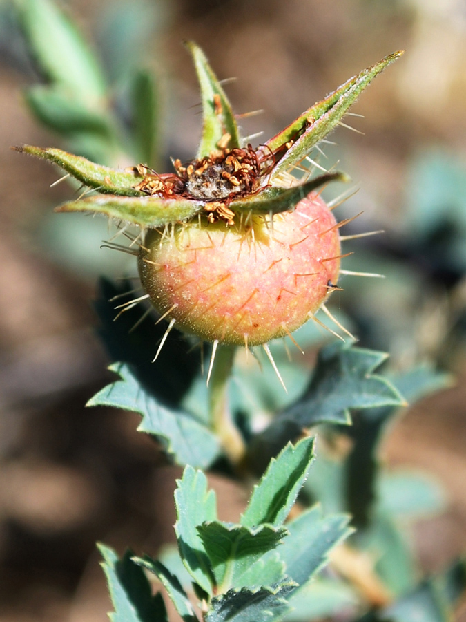 Изображение особи Rosa persica.