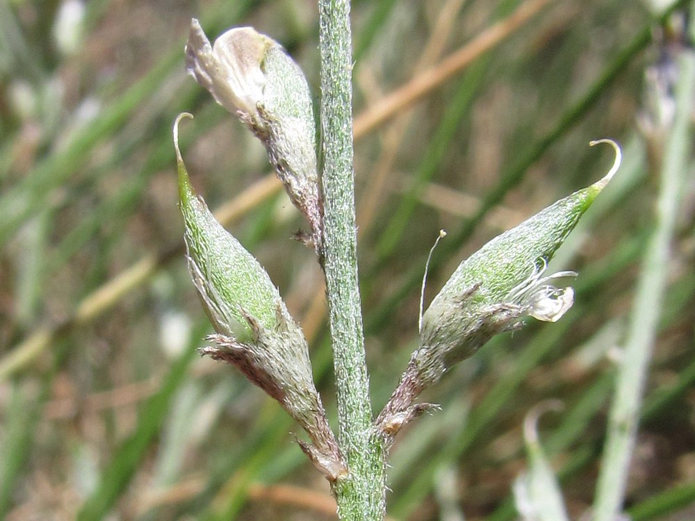 Изображение особи Astragalus tauricus.