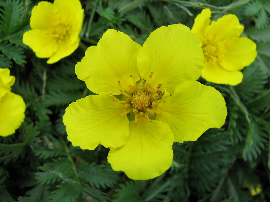 Image of Potentilla anserina specimen.