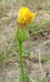 Crepis rhoeadifolia. Верхушка побега с соцветием. Крым, Сакский р-н, песчаный пляж между Поповкой и Штормовым. 18 июля 2011 г.