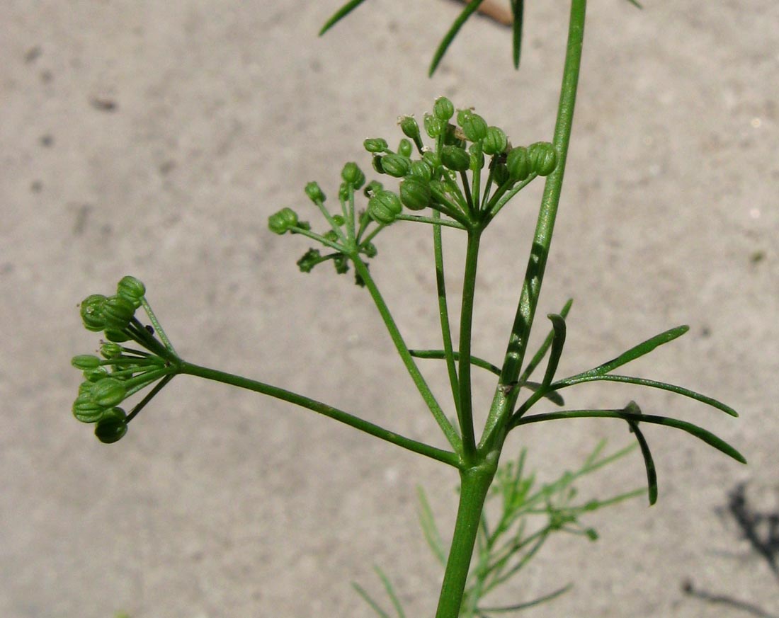 Изображение особи Cyclospermum leptophyllum.