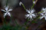 Dianthus volgicus. Цветки. Чувашия, Шемуршинский р-н, Национальный парк \"Чаваш вармане\". 19.07.2011.