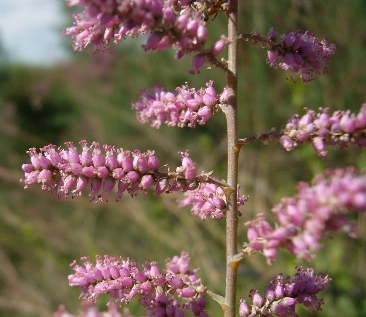 Image of genus Tamarix specimen.