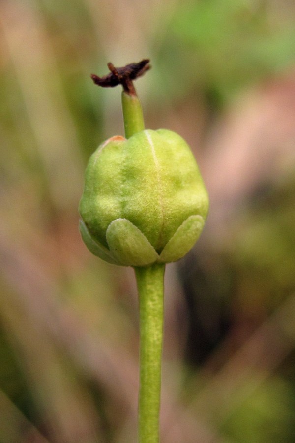 Image of Moneses uniflora specimen.