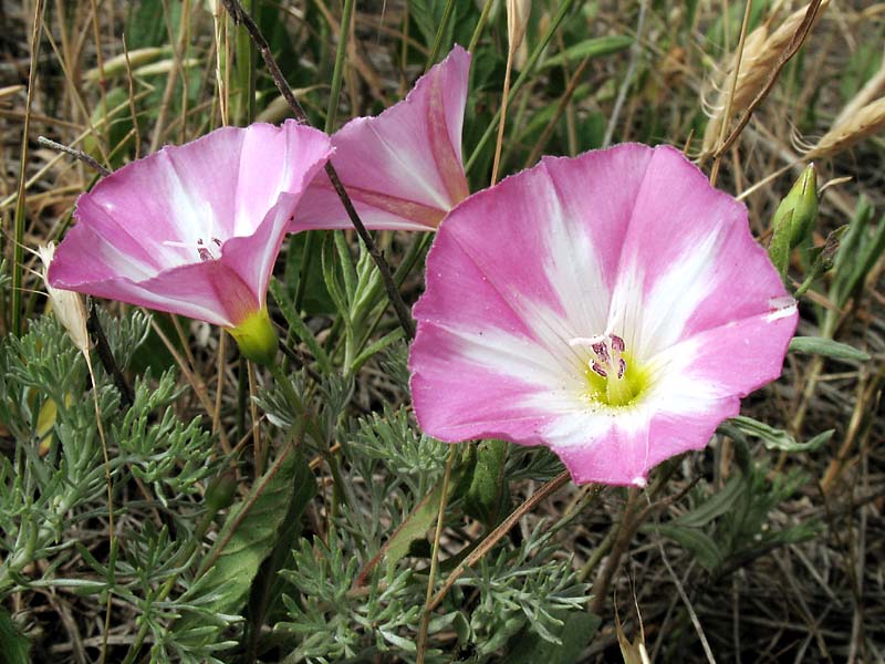 Image of Convolvulus arvensis specimen.