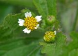 Galinsoga quadriradiata