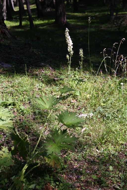 Image of Aconitum orientale specimen.