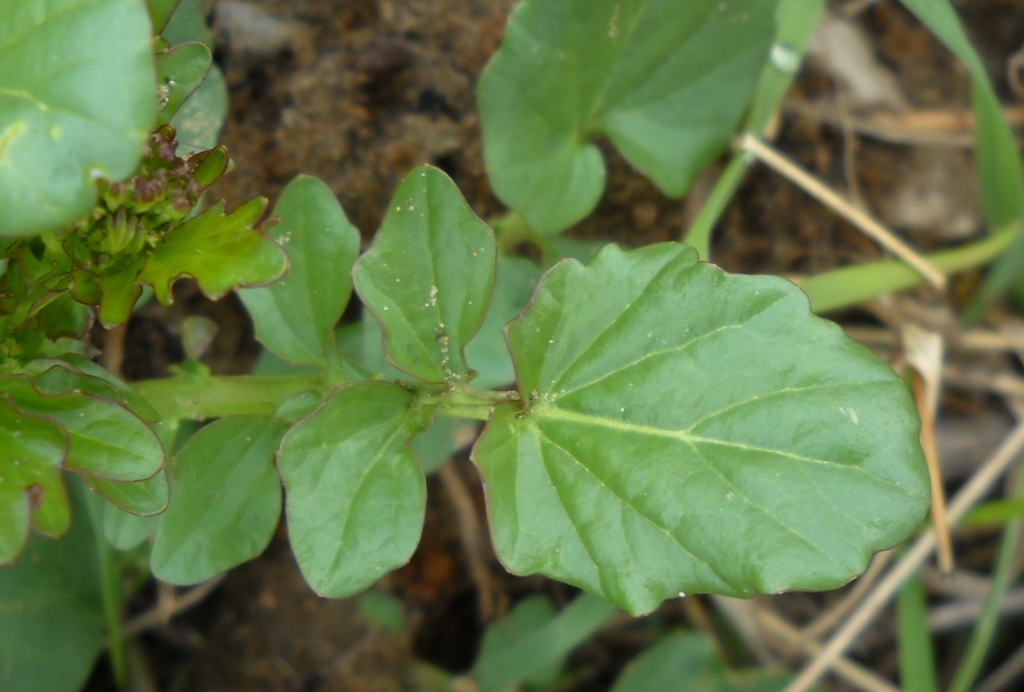 Image of Barbarea arcuata specimen.