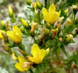 Hypericum elegans. Часть соцветия. Ростовская обл., Куйбышевский р-н, окр. с. Лысогорка, у подножия мелового склона. 17.07.2011.