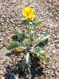 Glaucium flavum. Цветущее растение. Западный Крым, Сасыкская пересыпь. 6 сентября 2009 г.